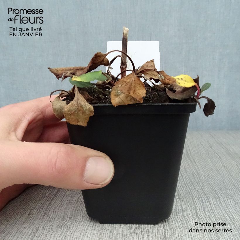 Spécimen de Aster macrophyllus twilight Godet de 8/9 cm tel que livré en hiver