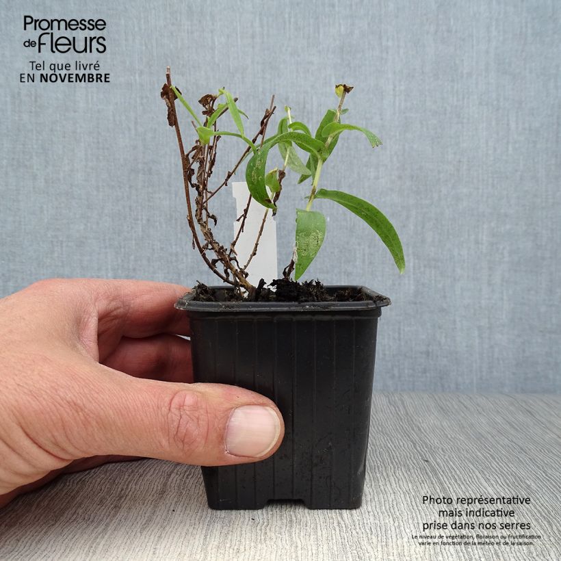 Spécimen de Aster novae-angliae Andenken an Alma Pötschke Godet de 7/8 cm tel que livré en automne