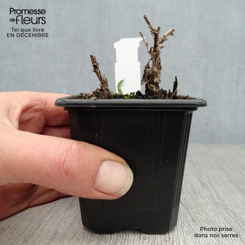 Spécimen de Aster novae-angliae Andenken an Alma Pötschke Godet de 7/8 cm tel que livré en hiver