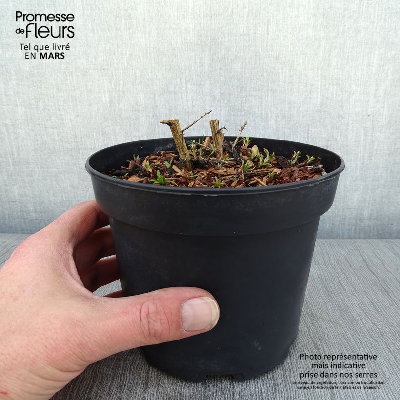 Spécimen de Aster novae-angliae Andenken an Alma Pötschke Pot de 2L/3L tel que livré en hiver