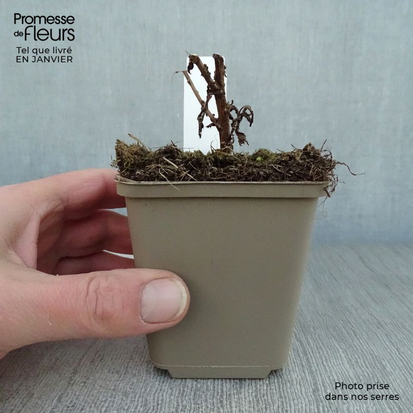 Spécimen de Aster novae-angliae Andenken an Paul Gerber - Aster grand d'Automne. Godet de 8/9 cm tel que livré en hiver