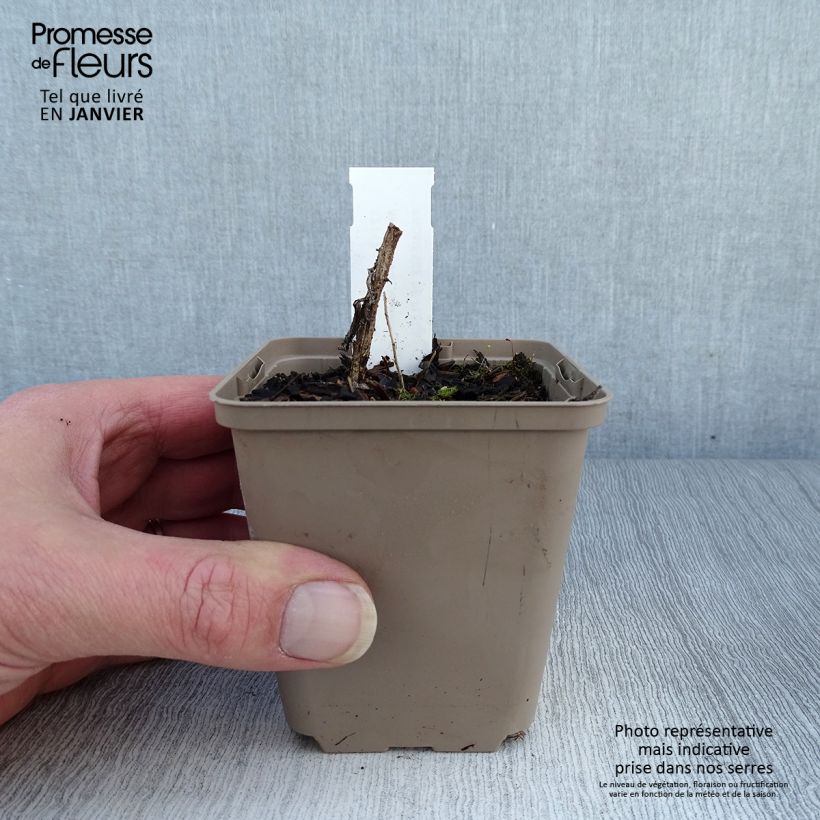 Spécimen de Aster novae angliae Annabelle de Chazal - Aster grand d'automne Godet de 8/9 cm tel que livré en hiver