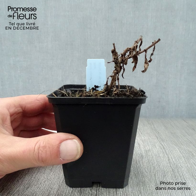 Spécimen de Aster novae angliae Barrs Blue - Aster grand d'automne Godet de 8/9 cm tel que livré en hiver