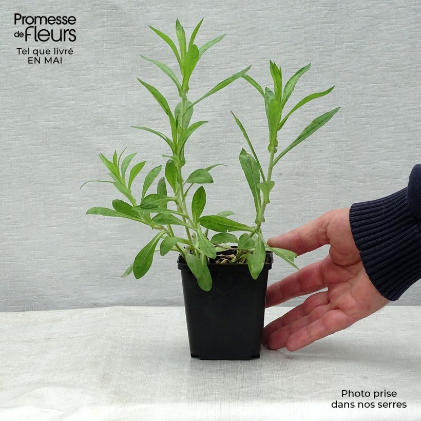 Aster novae-angliae Barrs Blue Maceta de 8/9 cm Ejemplar entregado en la primavera