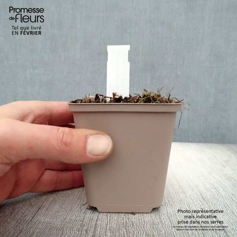 Spécimen de Aster novae-angliae Barr's Pink - Grand aster d'automne Godet de 8/9 cm tel que livré en hiver