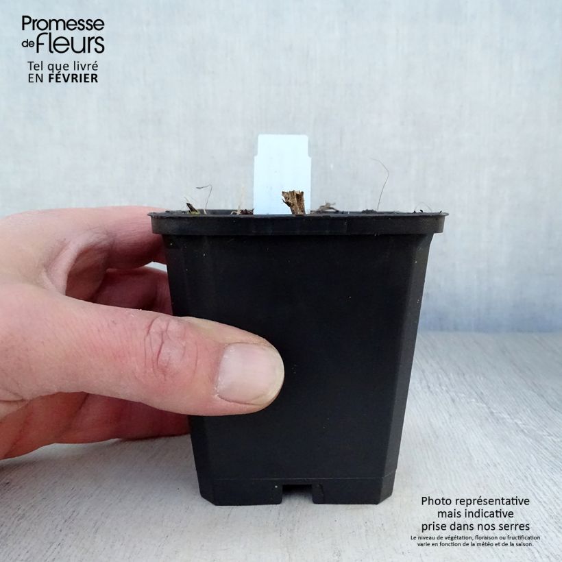 Spécimen de Aster novae angliae Herbstschnee - Aster grand d'automne Godet de 8/9 cm tel que livré en hiver