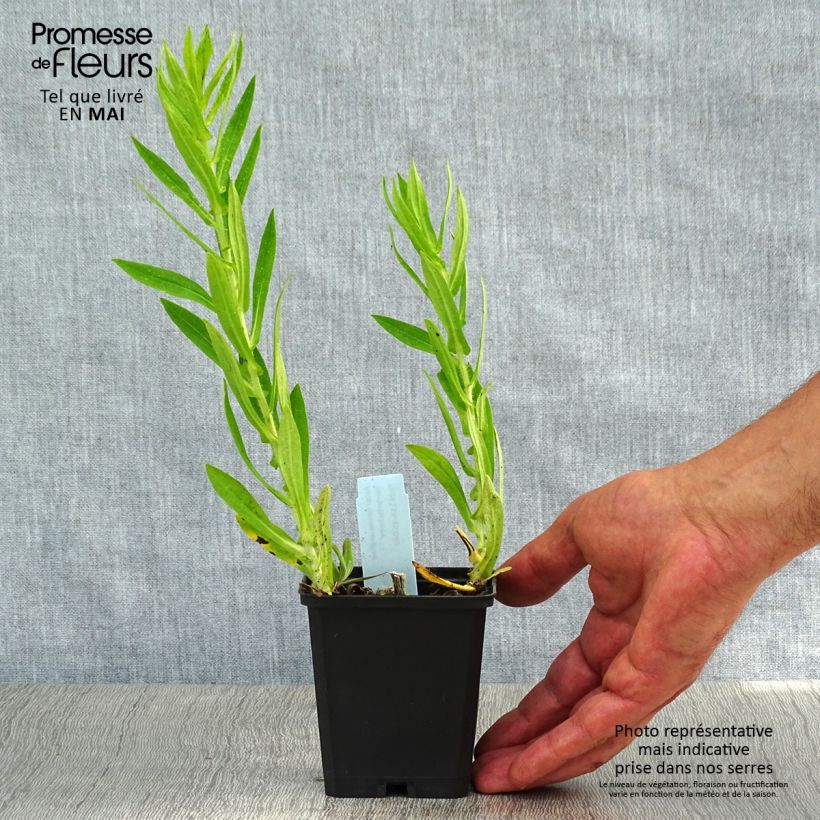 Spécimen de Aster novae angliae Herbstschnee - Aster grand d'automne Godet de 8/9 cm tel que livré au printemps