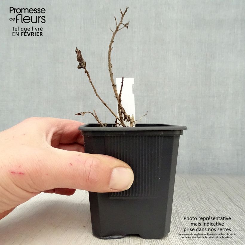 Spécimen de Aster novae-angliae Purple Dome - Aster d'automne Godet de 8/9 cm tel que livré en hiver