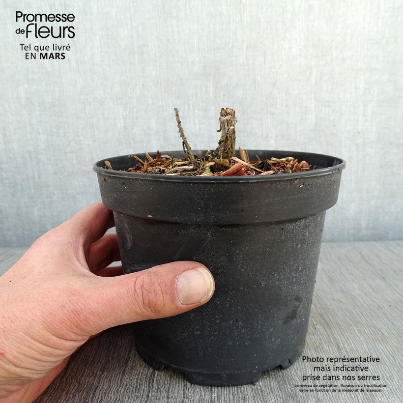 Spécimen de Aster novae-angliae Purple Dome - Aster d'automne Pot de 2L/3L tel que livré en hiver