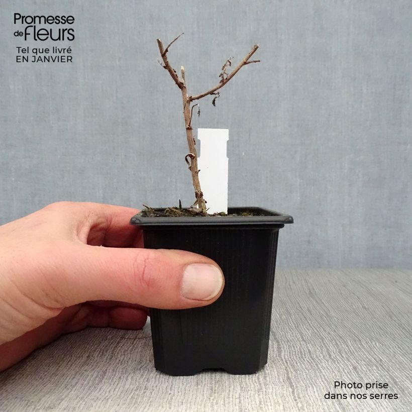 Spécimen de Aster novae-angliae Septemberrubin - Septembre rouge Godet de 7/8 cm tel que livré en hiver