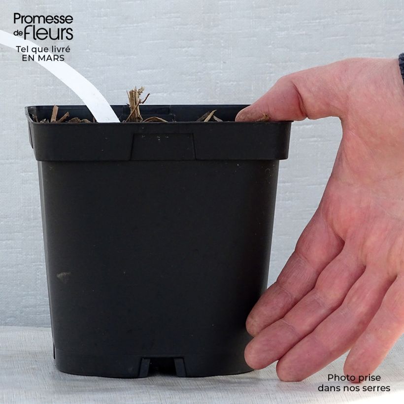 Spécimen de Aster novae-angliae Septemberrubin - Septembre rouge Pot de 2L/3L tel que livré au printemps