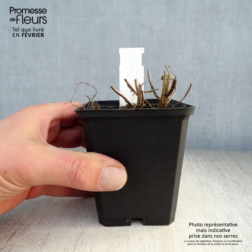 Spécimen de Aster novae-angliae Violetta - Aster grand d’automne Godet de 8/9 cm tel que livré en hiver