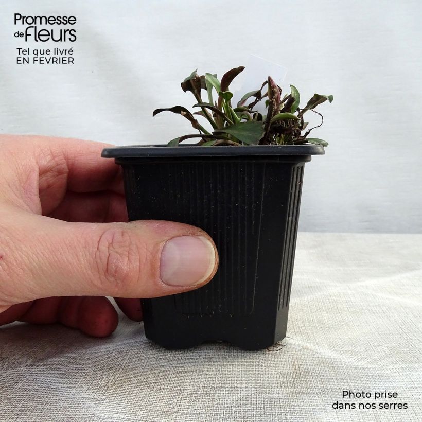 Spécimen de Aster novi-belgii Audrey Godet de 8/9 cm tel que livré en hiver