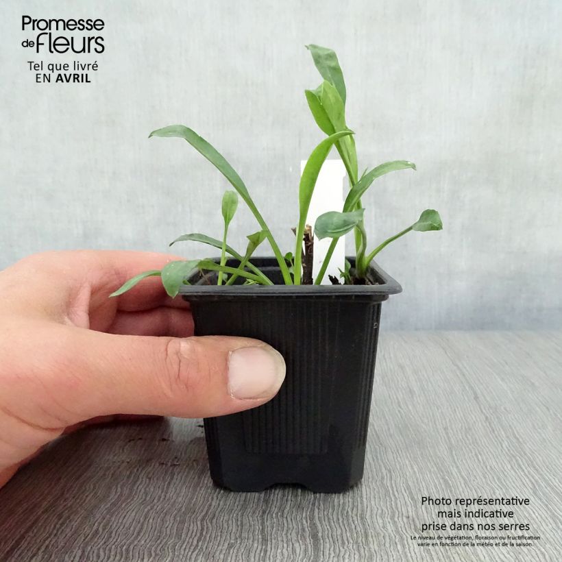 Spécimen de Aster novi-belgii Audrey Godet de 8/9 cm tel que livré au printemps