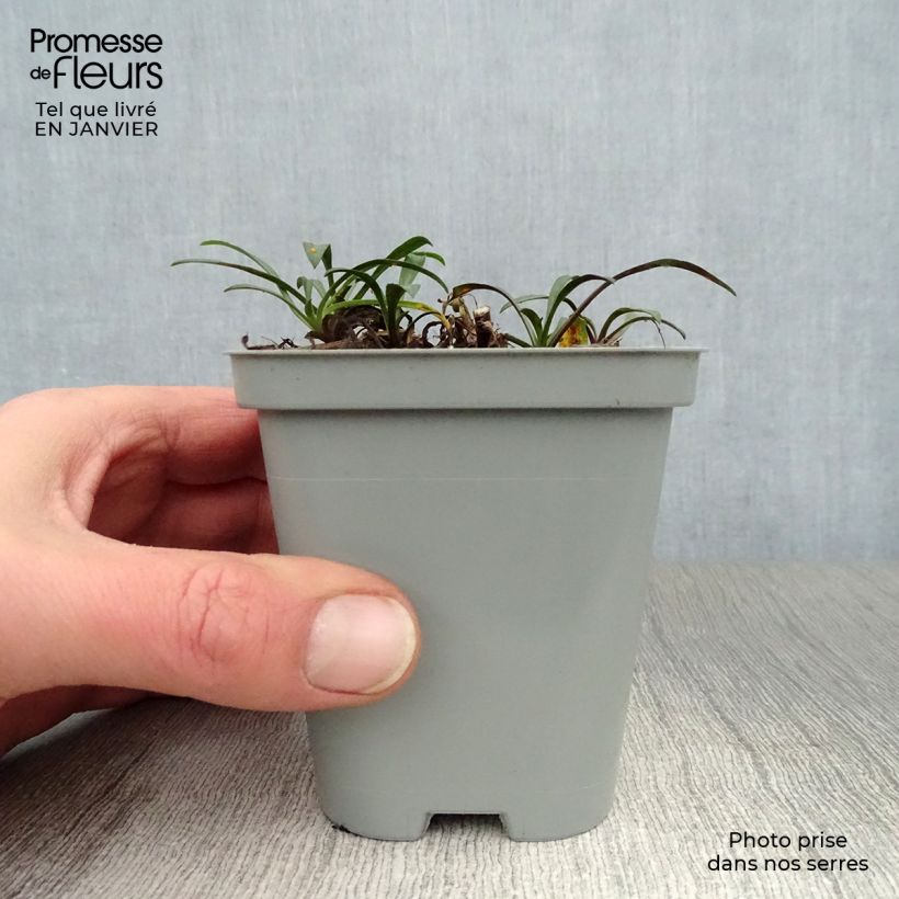 Spécimen de Aster novi-belgii Crimson Brocade - Aster grand d'automne Godet de 8/9 cm tel que livré en hiver