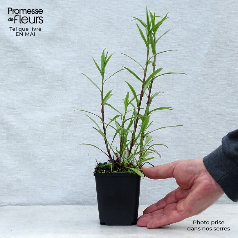 Aster novi-belgii Crimson Brocade - Astro settembrino Vasetto da 8/9 cm esemplare consegnato in primavera