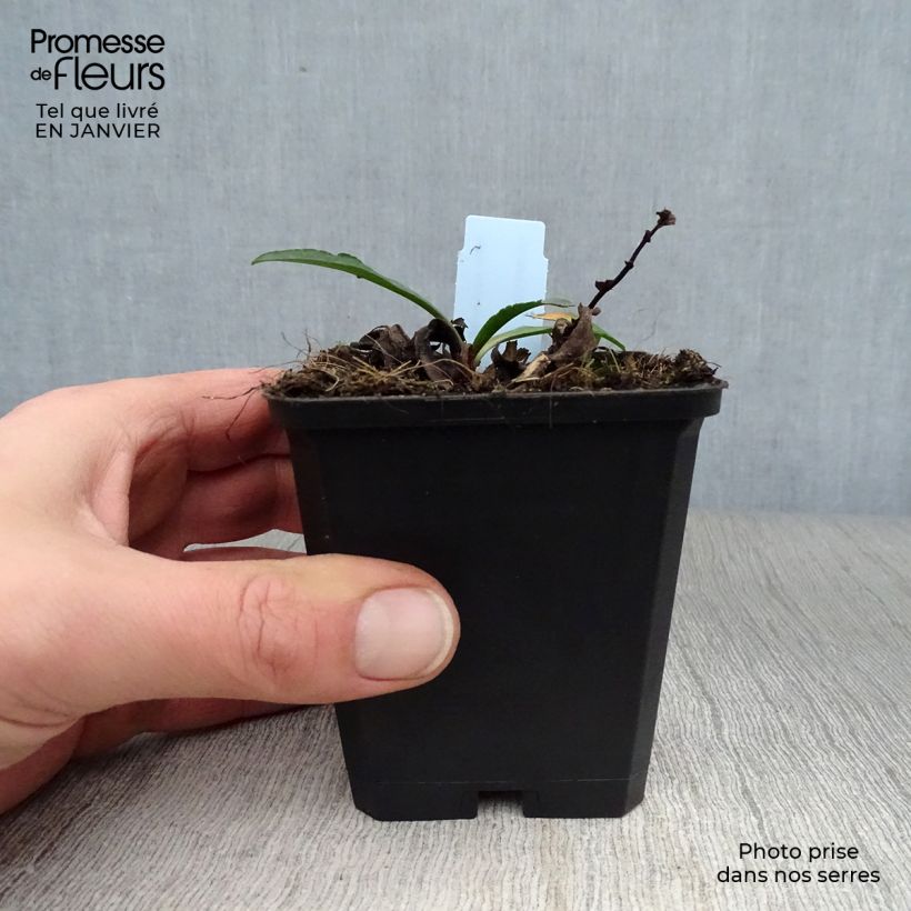 Spécimen de Aster novi-belgii Dauerblau Godet de 8/9 cm tel que livré en hiver