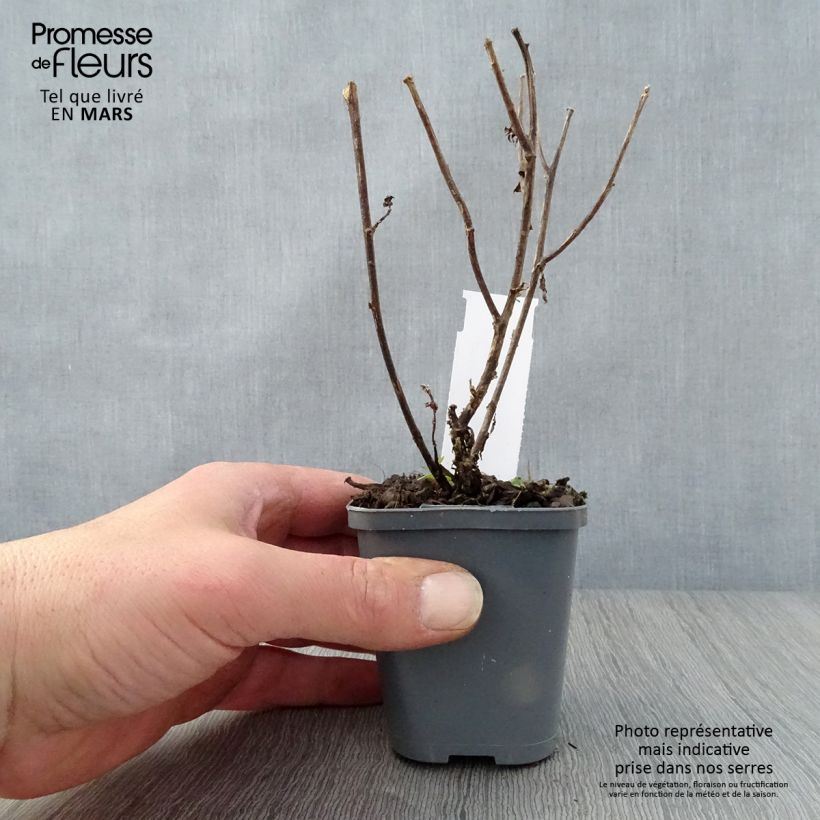 Spécimen de Aster novi-belgii Eventide - Aster grand d’automne Godet de 7/8 cm tel que livré au printemps