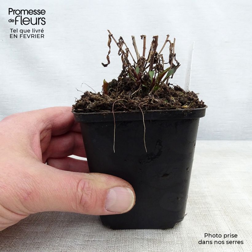 Spécimen de Aster novi-belgii Karmin Kuppel Godet de 8/9 cm tel que livré en hiver