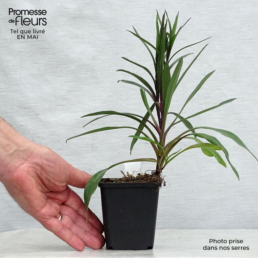 Spécimen de Aster novi-belgii Karmin Kuppel Godet de 8/9 cm tel que livré au printemps