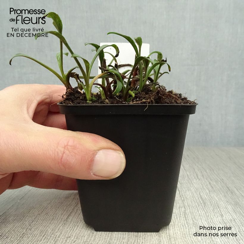 Spécimen de Aster novi-belgii Marie Ballard - Aster grand d’automne Godet de 8/9 cm tel que livré en hiver