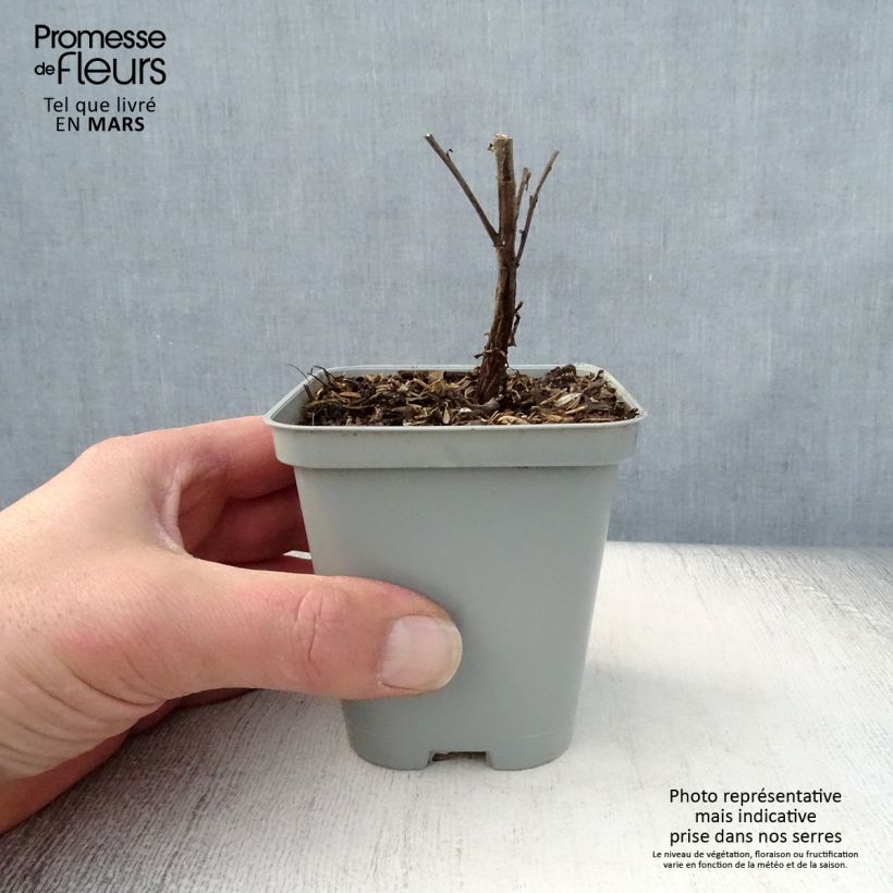 Spécimen de Aster novi-belgii Marie Ballard - Aster grand d’automne Godet de 8/9 cm tel que livré au printemps