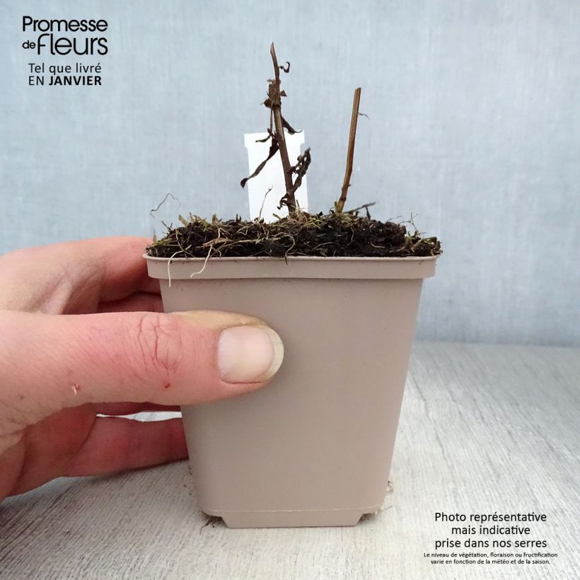 Spécimen de Aster novi-belgii Porzellan - Aster grand d'automne Godet de 8/9 cm tel que livré en hiver