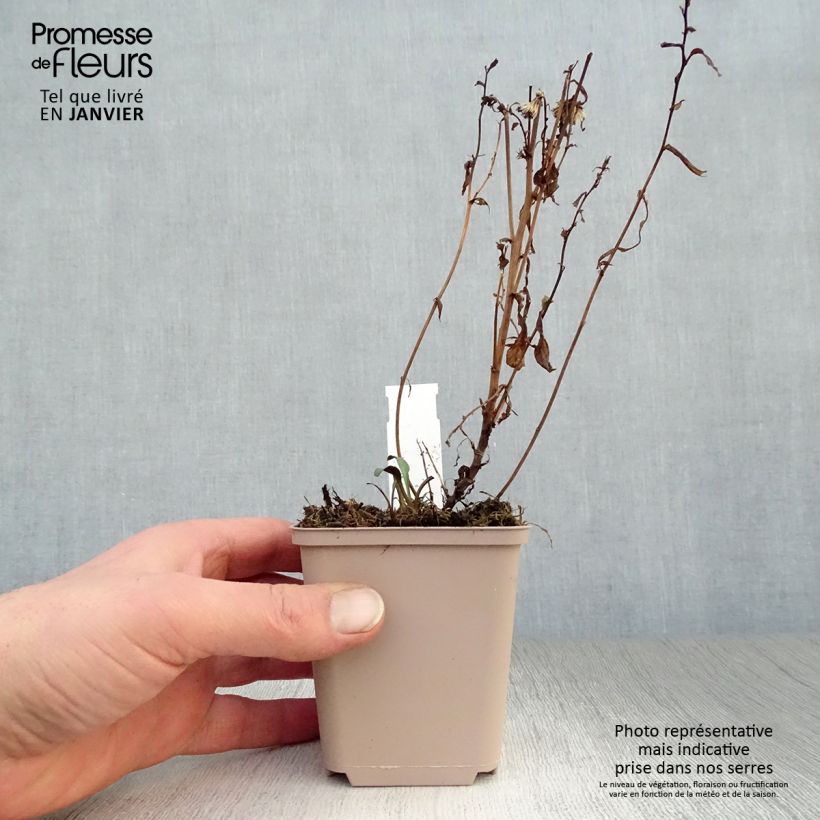 Spécimen de Aster novi-belgii Rosenquarz - Aster grand d'automne Godet de 8/9 cm tel que livré en hiver