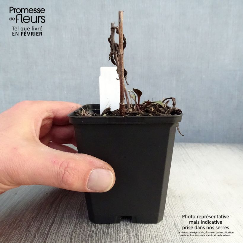 Spécimen de Aster novi-belgii Sarah Ballard Godet de 8/9 cm tel que livré en hiver