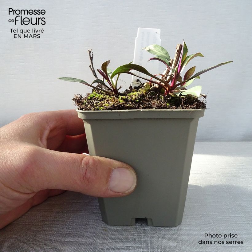 Spécimen de Aster novi-belgii Schone von Dietlikon - Aster grand d’automne Godet de 8/9 cm tel que livré au printemps