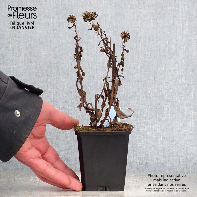 Spécimen de Aster novi-belgii Schone von Dietlikon - Aster grand d’automne Godet de 8/9 cm tel que livré en hiver