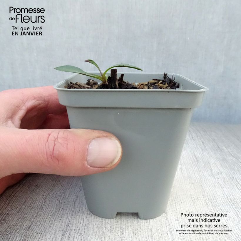 Spécimen de Aster novi-belgii White Lady - Aster grand d'automne Godet de 8/9 cm tel que livré en hiver