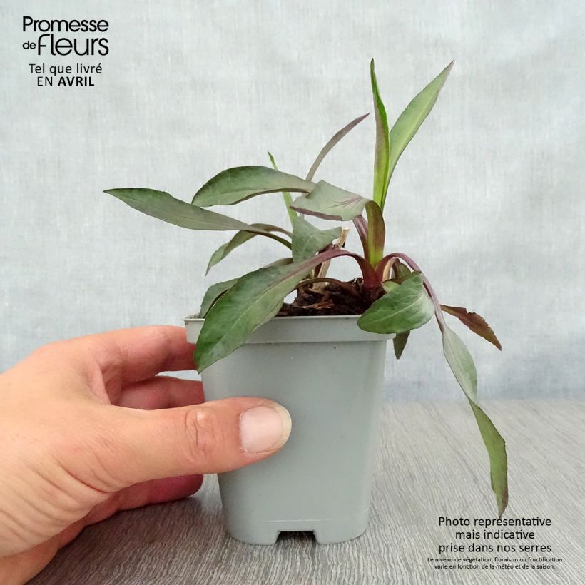 Spécimen de Aster novi-belgii White Lady - Aster grand d'automne Godet de 8/9 cm tel que livré au printemps