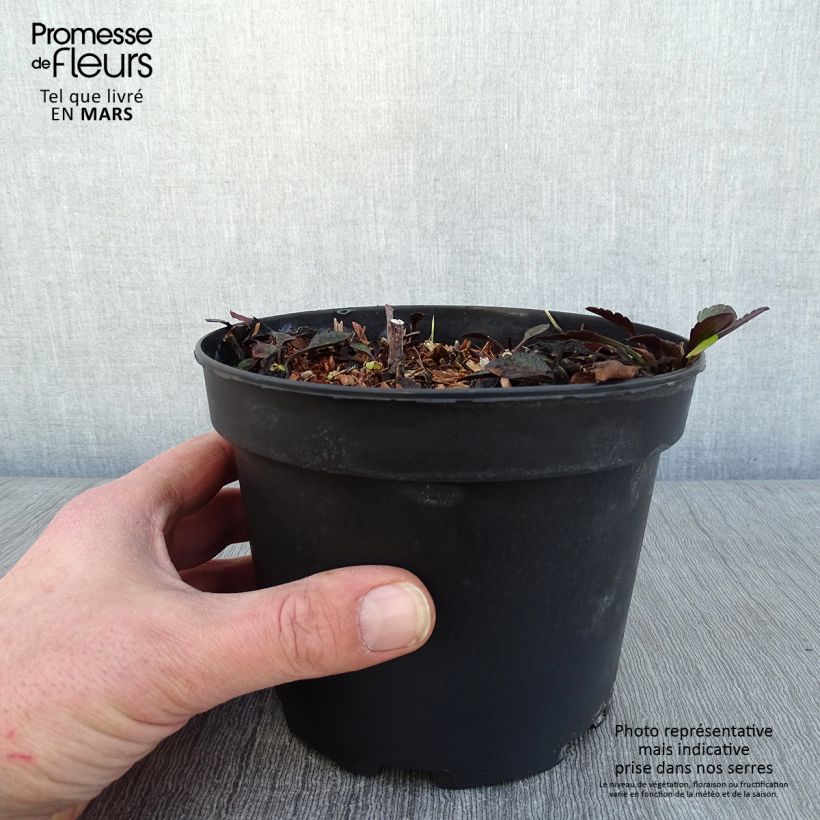 Spécimen de Aster novi-belgii White Lady - Aster grand d'automne Pot de 2L/3L tel que livré en hiver