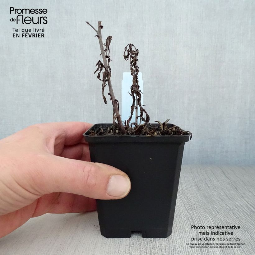 Spécimen de Aster novi-belgii Winston S. Churchill Godet de 8/9 cm tel que livré en hiver