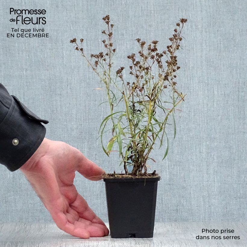 Spécimen de Aster pringlei Monte Cassino Godet de 8/9 cm tel que livré en hiver