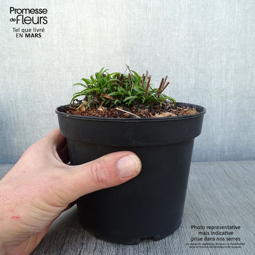 Spécimen de Aster pringlei Monte Cassino Pot de 2L/3L tel que livré en hiver