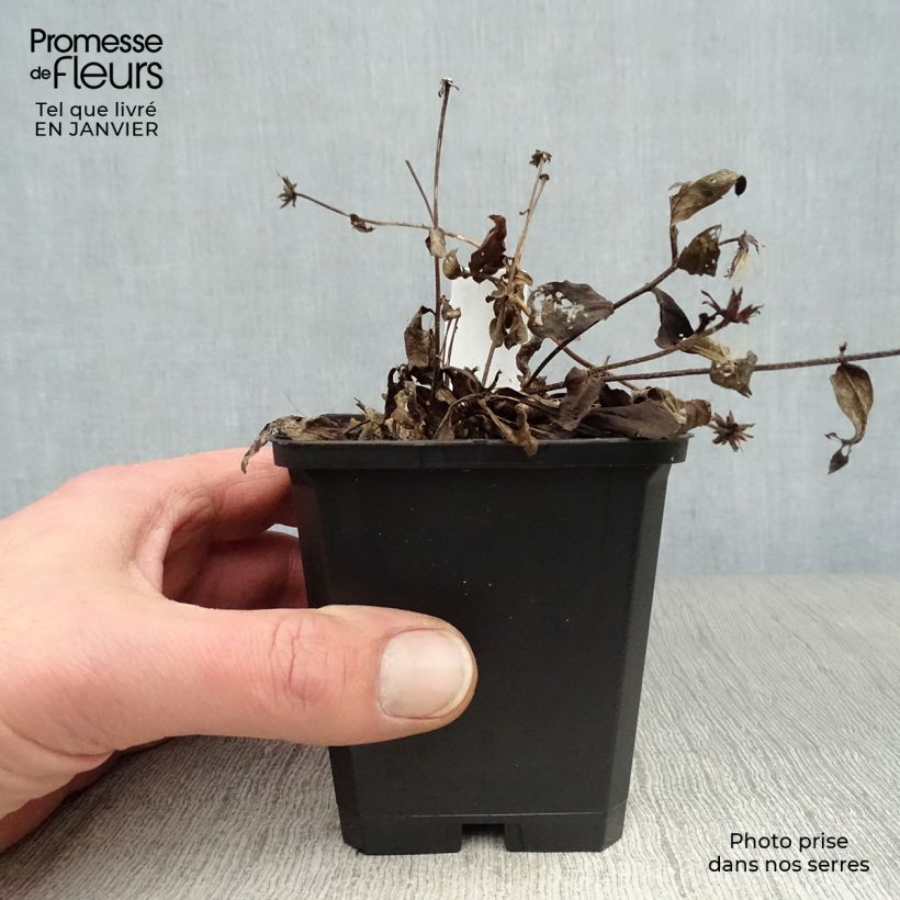 Spécimen de Aster radula August Sky - Aster d’été Godet de 8/9 cm tel que livré en hiver