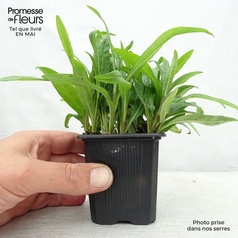 Spécimen de Aster rugulosus Asrugo Godet de 8/9 cm tel que livré au printemps