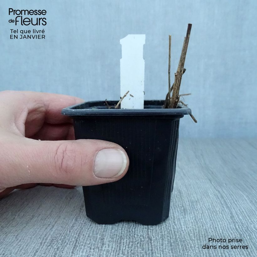 Spécimen de Aster rugulosus Asrugo Godet de 8/9 cm tel que livré en hiver