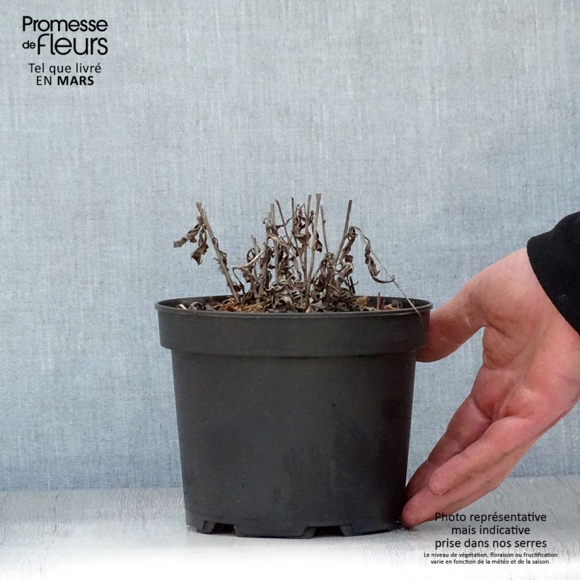 Spécimen de Aster rugulosus Asrugo Pot de 2L/3L tel que livré au printemps