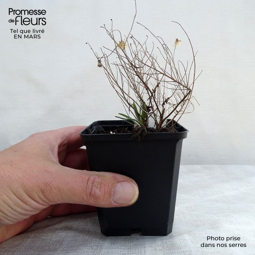 Spécimen de Aster sedifolius Nanus - Aster à feuilles de sedum Godet de 8/9 cm tel que livré au printemps