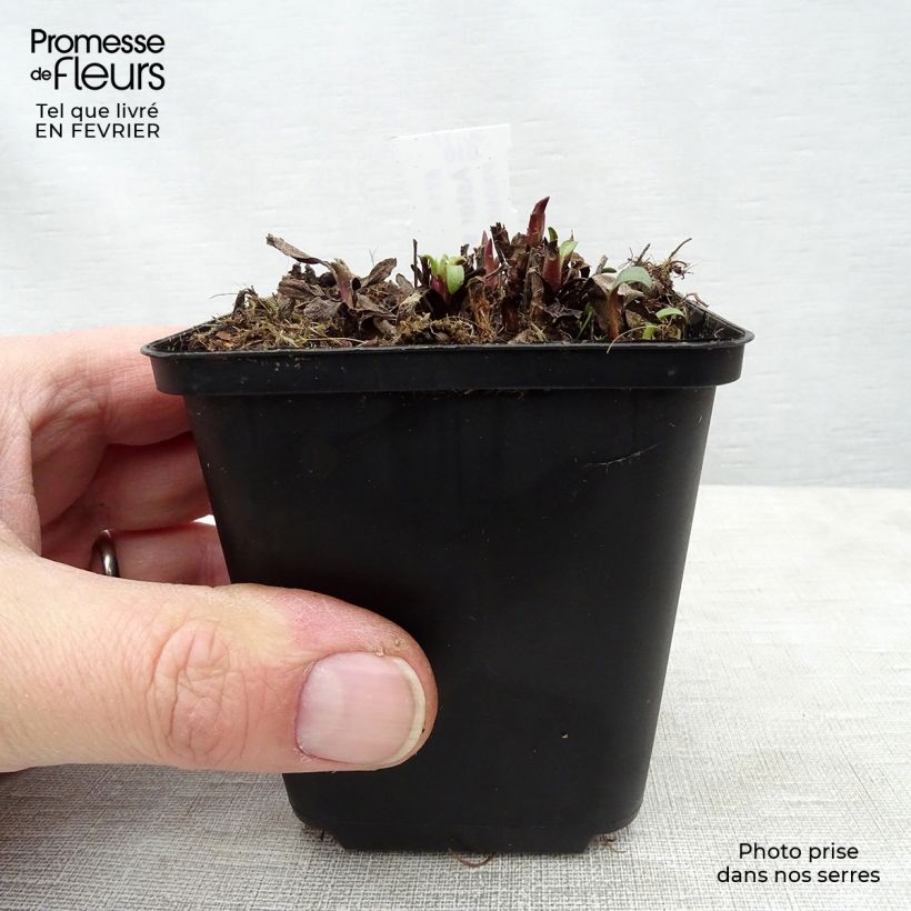 Spécimen de Aster sibiricus - Aster d'été Godet de 8/9 cm tel que livré en hiver