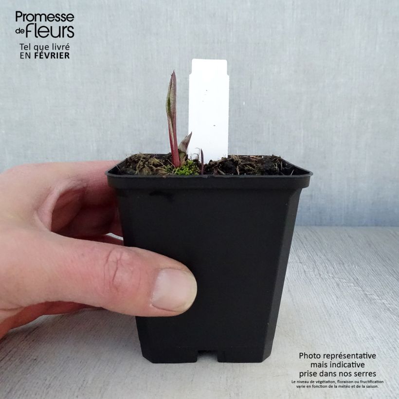 Spécimen de Aster tataricus Jindai - Aster de Tartarie Godet de 8/9 cm tel que livré en hiver