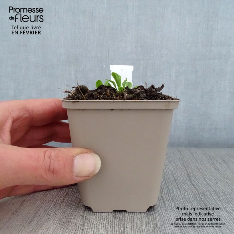 Spécimen de Aster tongolensis Wartburgstern - Aster de Printemps Godet de 8/9 cm tel que livré en hiver