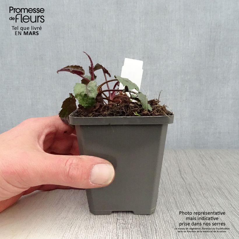 Amostra de Áster tradescantii - Áster de outono Vaso de 8/9 cm tal como entregue na primavera