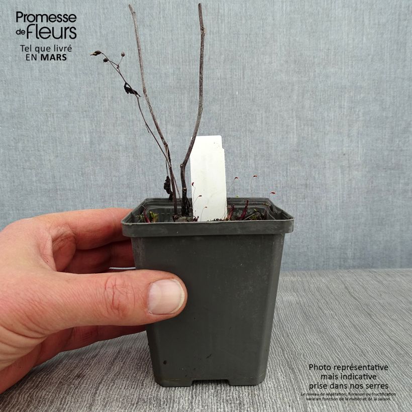 Spécimen de Aster tradescantii - Aster d'automne Godet de 8/9 cm tel que livré en hiver