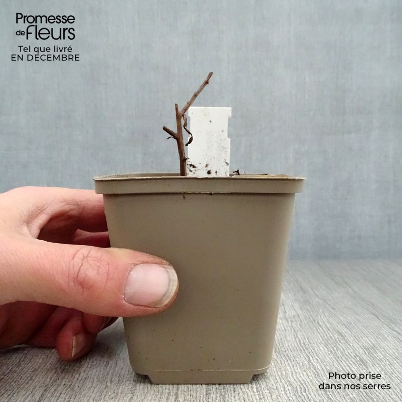 Spécimen de Aster turbinellus - Aster buissonant d'automne Godet de 8/9 cm tel que livré en hiver