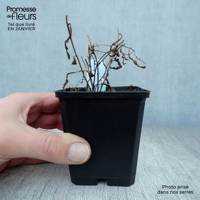 Spécimen de Aster umbellatus Weisser Schirm - Aster en ombelles Godet de 8/9 cm tel que livré en hiver