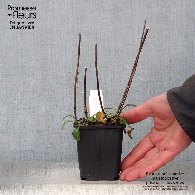 Spécimen de Aster versicolor Altweibersommer - Aster grand d'automne Godet de 8/9 cm tel que livré en hiver